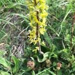 Neottia ovata Flower