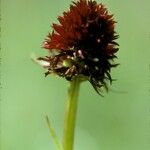 Gymnadenia nigra Квітка