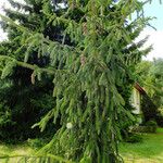 Picea sitchensis Hábito