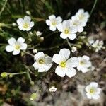 Minuartia laricifolia Flower