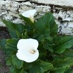 Zantedeschia aethiopicaAlkat (teljes növény)