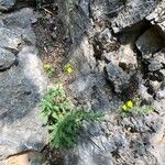 Potentilla gracilis Leaf