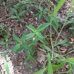 Oldenlandia corymbosa Blatt