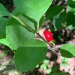 Lonicera canadensis Fruit