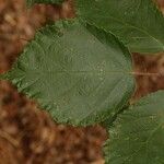 Rubus albiflorus Leaf