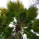 Pritchardia pacifica Leaf