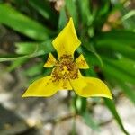 Trimezia steyermarkii Flower