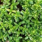 Hebe cupressoides 葉