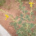 Cleome foliosa Habit