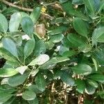 Ilex crenata Leaf