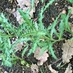 Cirsium heterophyllum Лист