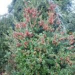 Ilex cornuta Hábitos