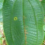 Miconia crenata Feuille