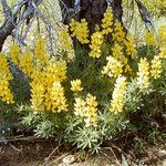 Lupinus croceus Habit