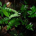 Lindsaea falcata Habit