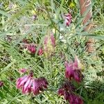 Vicia sicula Fula