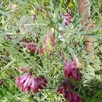 Vicia sicula Flor