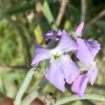 Matthiola sinuata 花