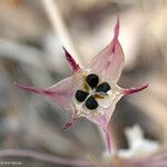 Allium crispum ফুল