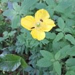 Papaver cambricumFlor