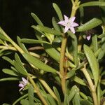 Sesuvium portulacastrum Õis