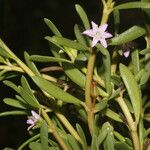 Sesuvium portulacastrum Flower