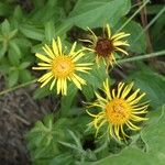 Inula salicina Fleur