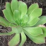 Aeonium hierrense Blatt