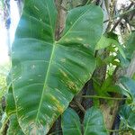 Philodendron giganteum Leaf