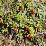 Vaccinium macrocarpon Фрукт