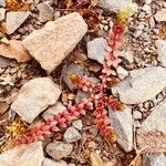 Galium minutulum Blad