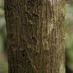 Eschweilera congestiflora Corteza