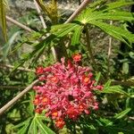 Jatropha multifida Flower