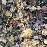 Carlina corymbosa Blatt