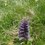 Ajuga pyramidalis Kaarna