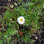 Erigeron karvinskianus आदत