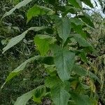 Calomeria amaranthoides 叶