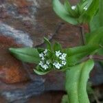 Valeriana locusta Flower