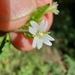 Epilobium roseum Flors