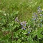 Cynoglottis barrelieri Blodyn