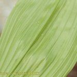 Veratrum nigrum 葉