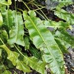 Asplenium scolopendrium Liść