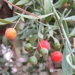 Osyris lanceolata Fruit