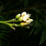 Conchocarpus guyanensis Floare