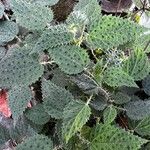Girardinia diversifolia Blatt
