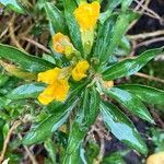 Erysimum × cheiri Frunză