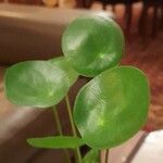 Peperomia polybotrya Blatt