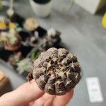Gymnocalycium platense Yaprak