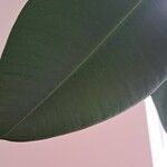 Ficus elastica Folha