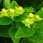 Hypericum × inodorum Frucht